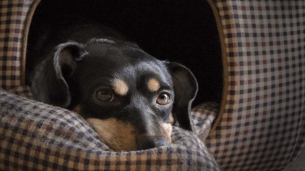 Cosa fare se il cane ha mangiato la plastica