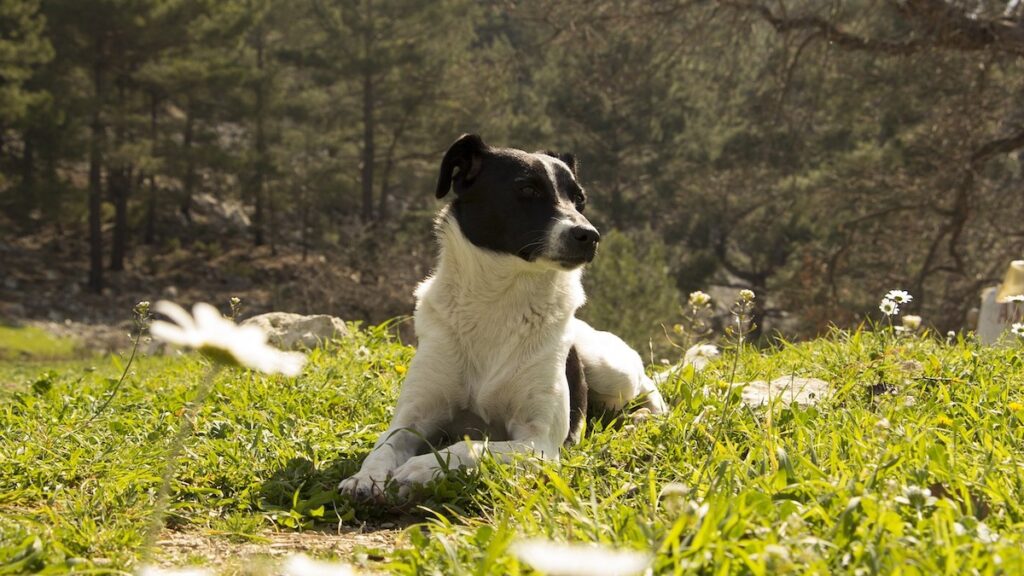 Un cane in campagna