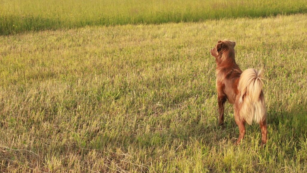 Un cagnolino in mezzo alla natura