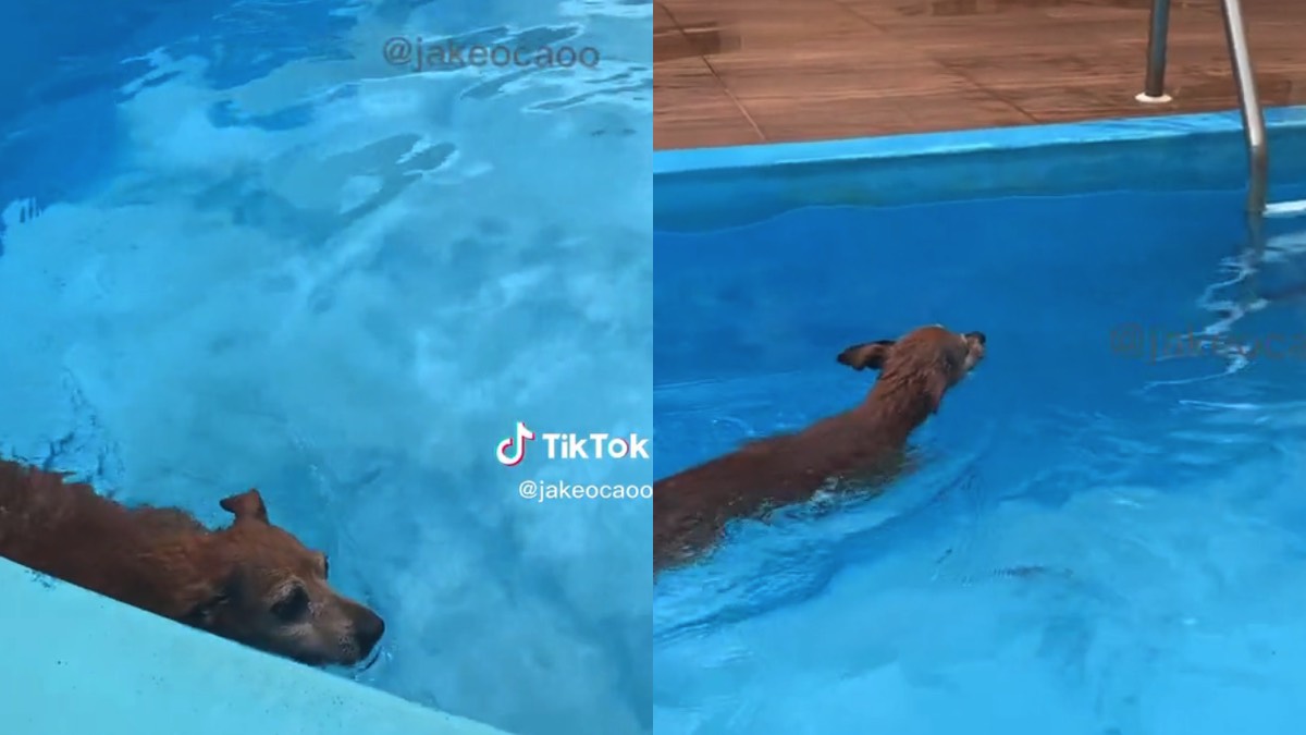 Jake si tuffa in piscina