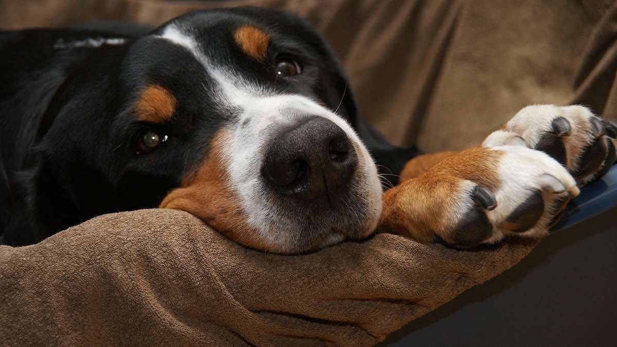 Il cane può mangiare i salatini?