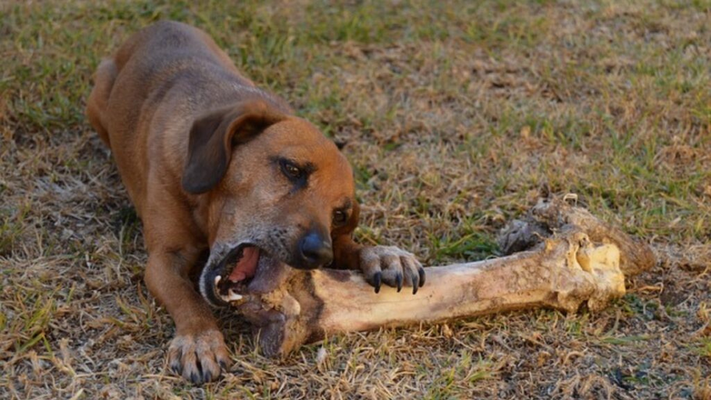 Perchè il cane mangia spesso senza un freno?