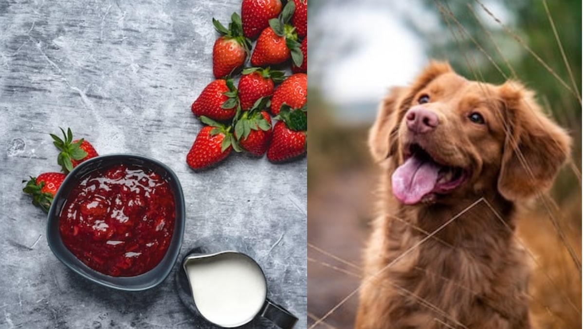 I cani possono mangiare la marmellata?