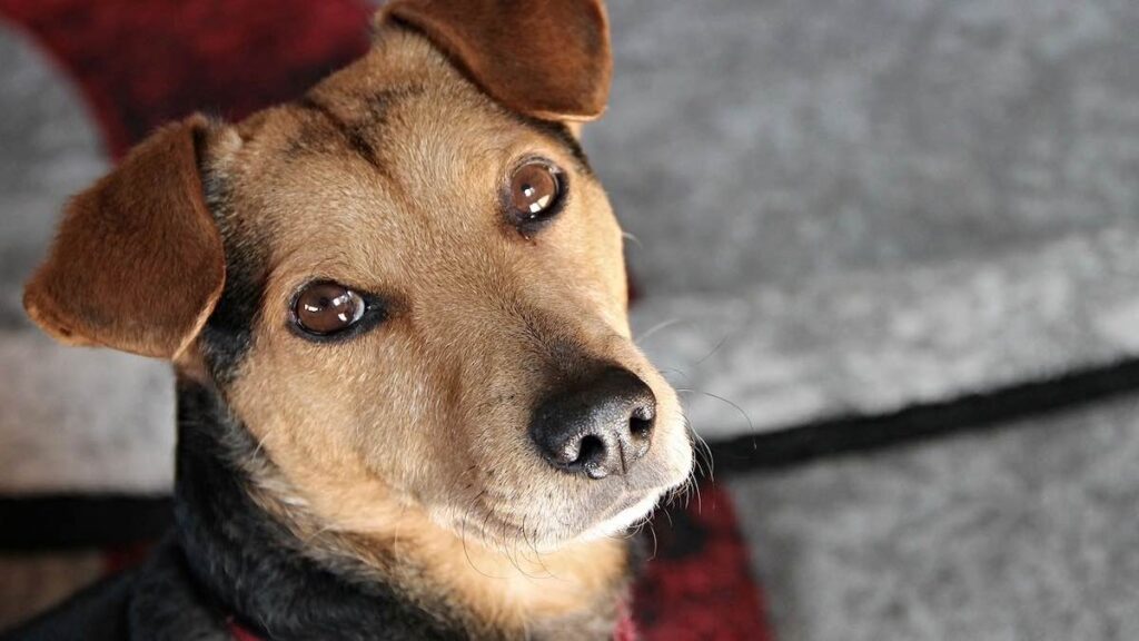 Perché il cane muove le orecchie