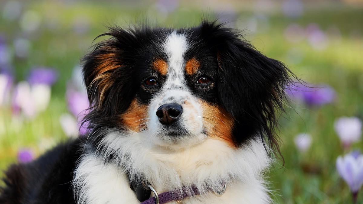 Un cane in mezzo alla natura