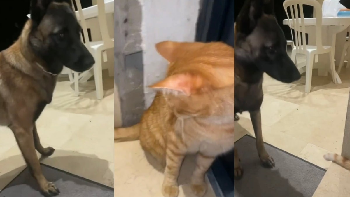 Il cane tenta di prendere la coda del gatto