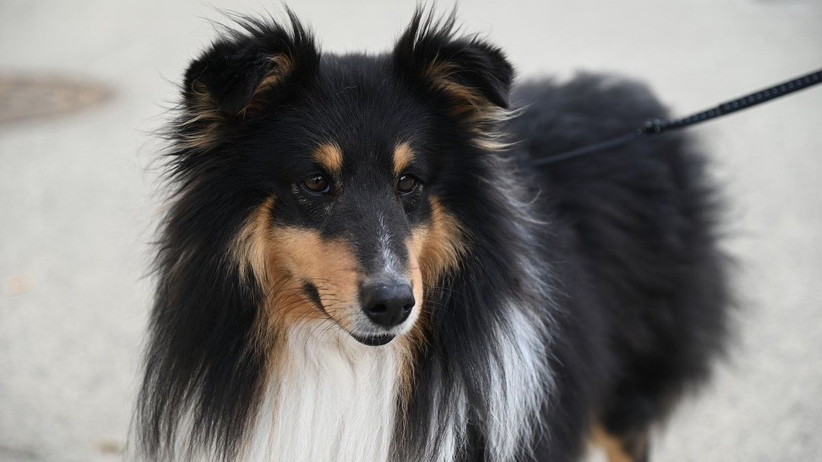 Cosa fare se il cane rosicchia il guinzaglio