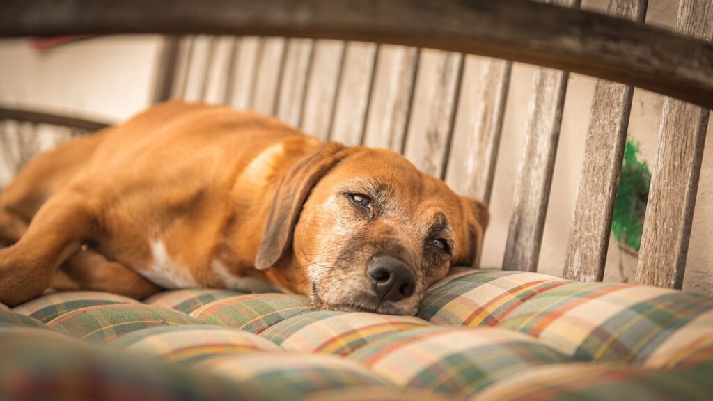 Un cagnolino che si rilassa