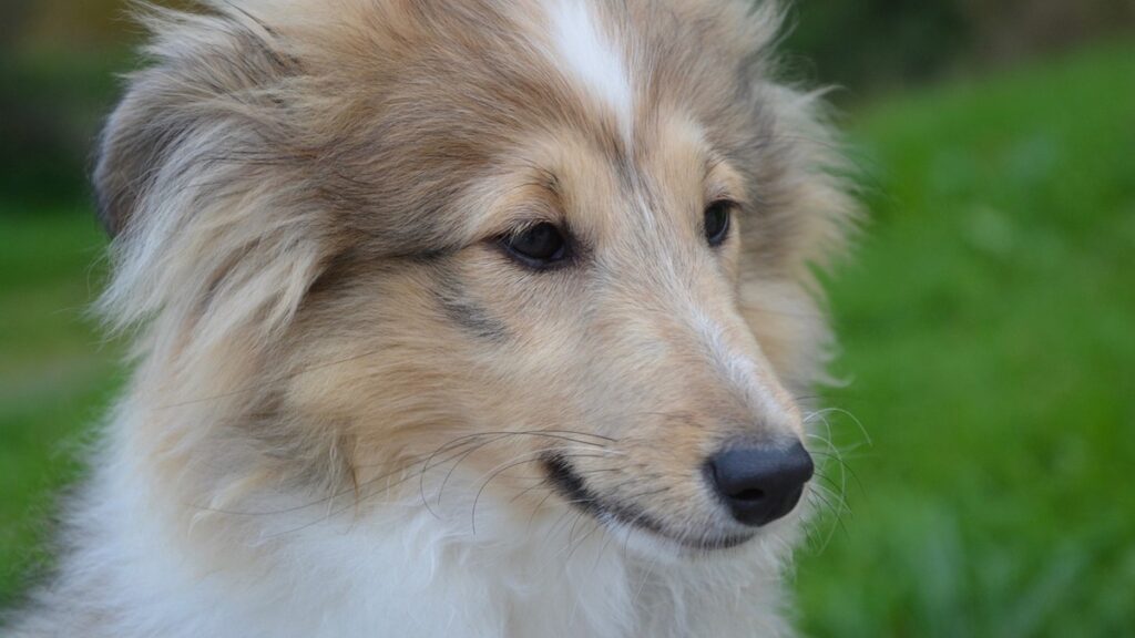 Il cane si trova bene con noi?