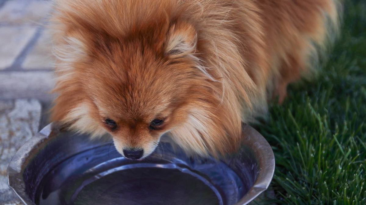 Perché il cane spinge la ciotola