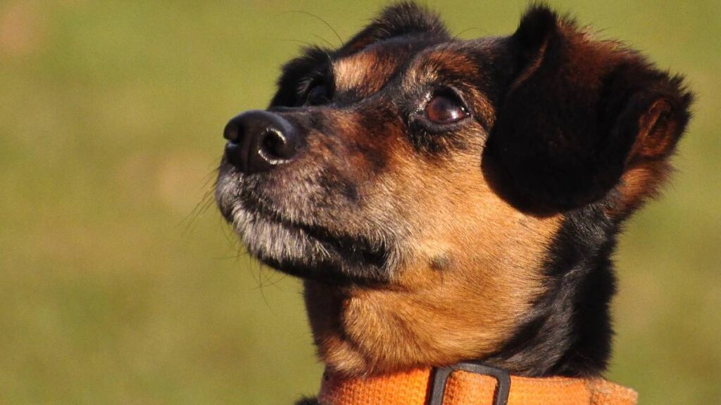 Il cane vomita al mattino: le possibili cause