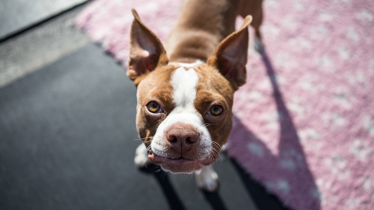 Cosa significa se il cane vuole venire in bagno con noi