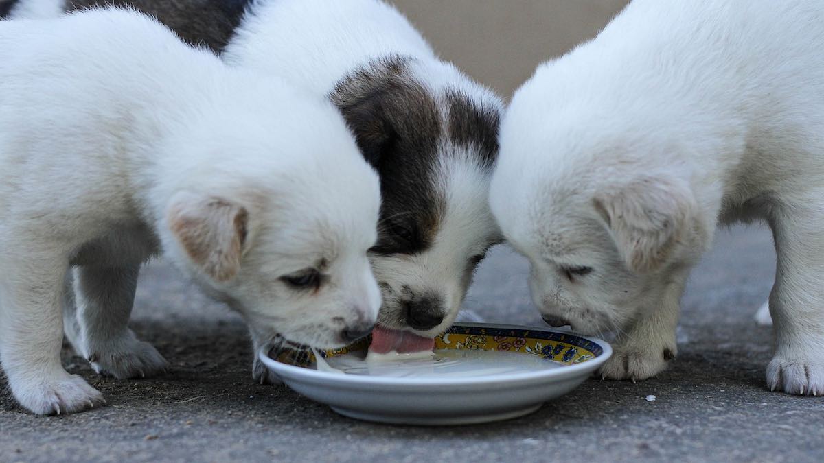 Bere latte è dannoso per i cani?