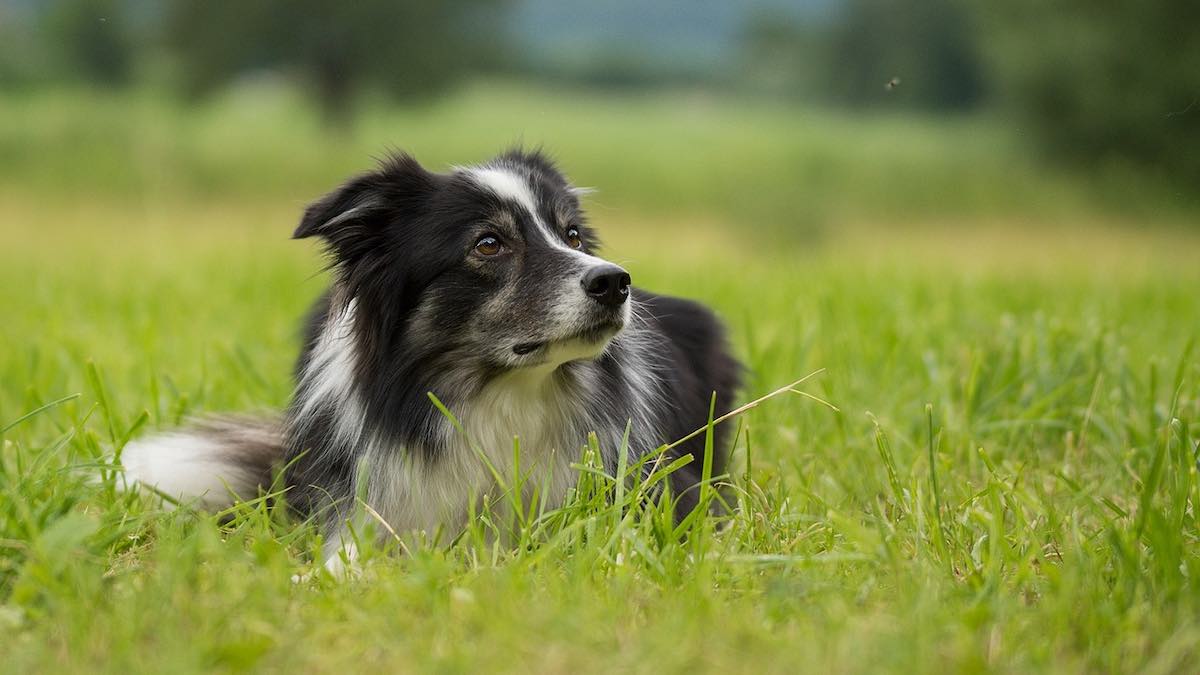 Perché i cani mangiano gli insetti