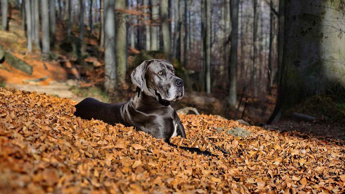 Qual è l'alimentazione dei cani alani