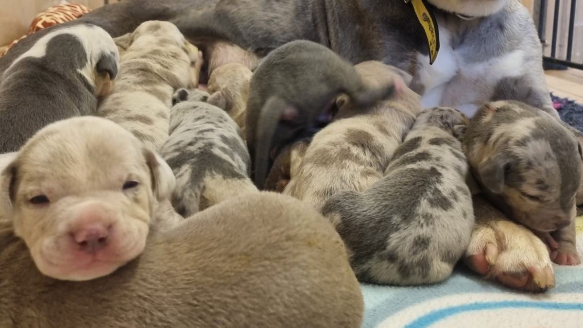 Cuccioli abbandonati trovano casa