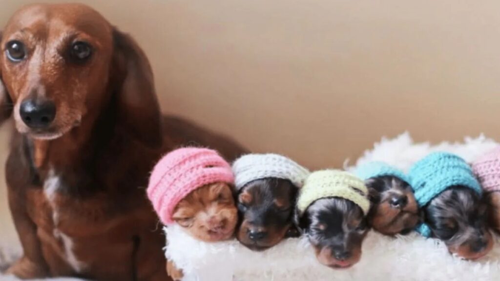 Cuccioli posano con i loro berrettini