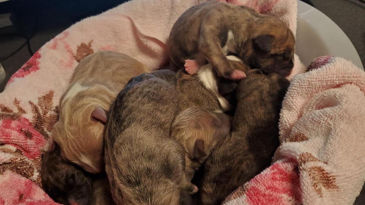 I cuccioli della cagnolina Manolo