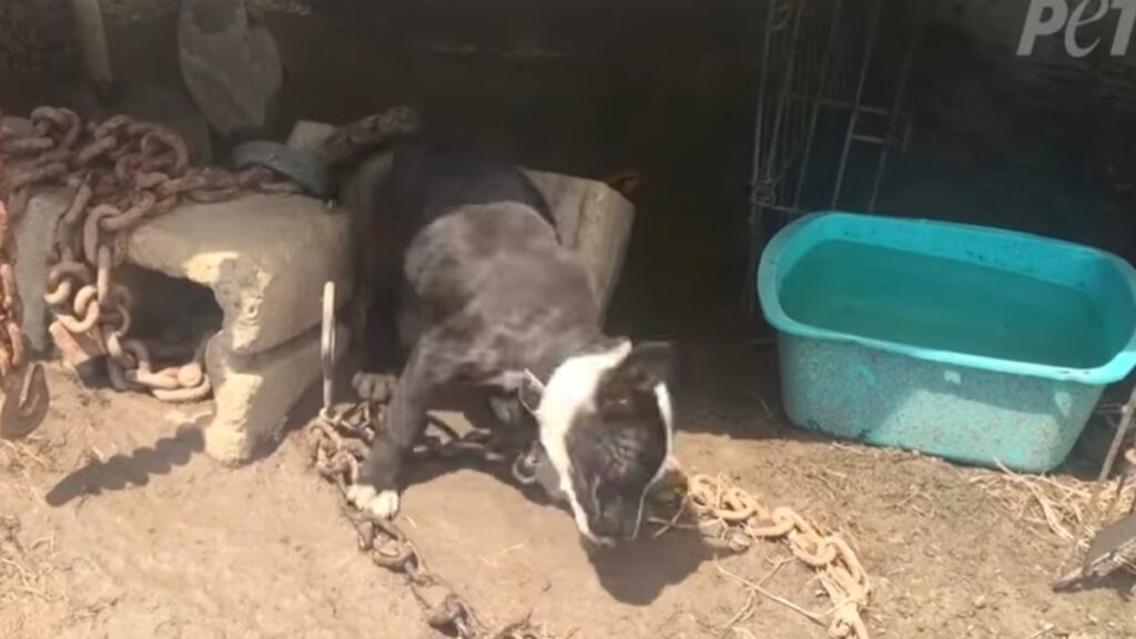 La catena fa male al cane