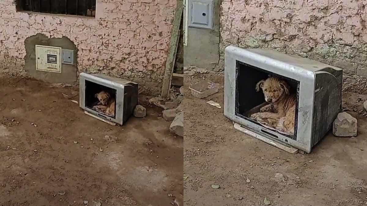 Un cucciolo si ripara dal freddo dentro un vecchio televisore