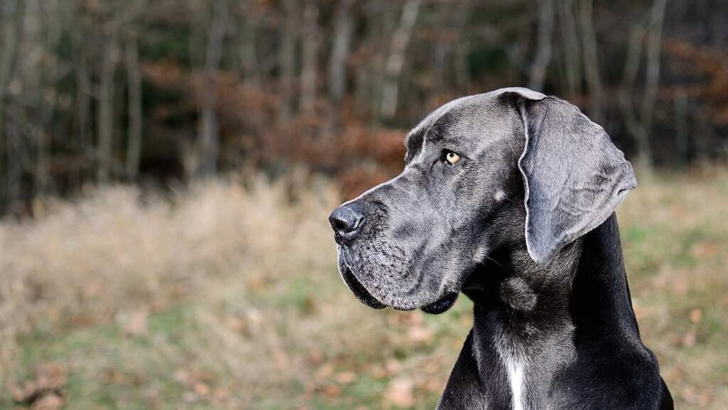 La dieta corretta per il cane alano