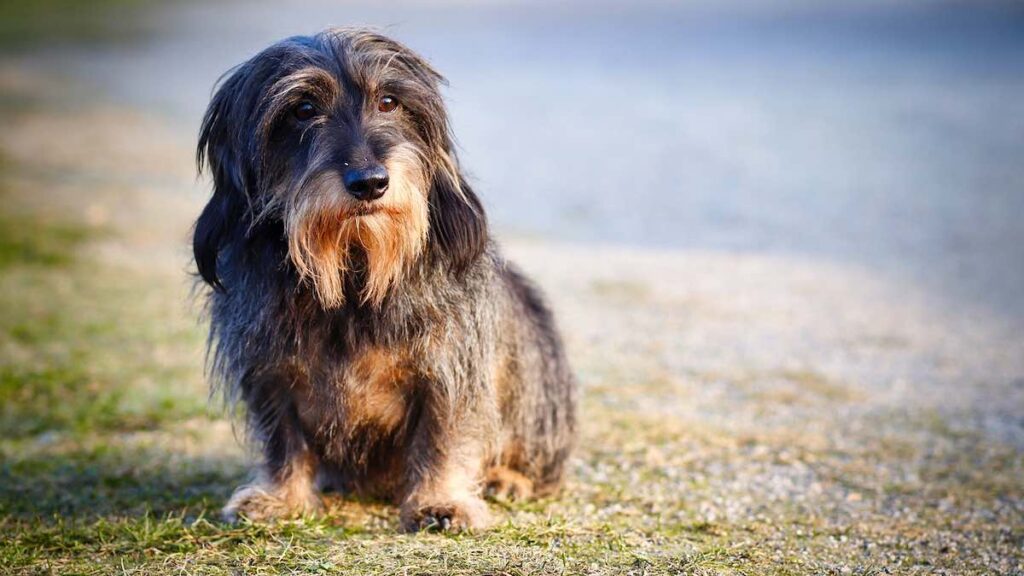 L'eccessiva perdita di pelo nel cane