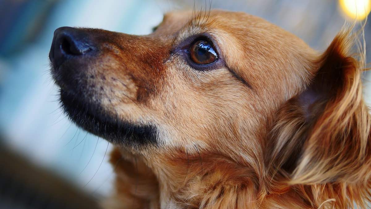 Come estrarre una spina dalla pelle del cane