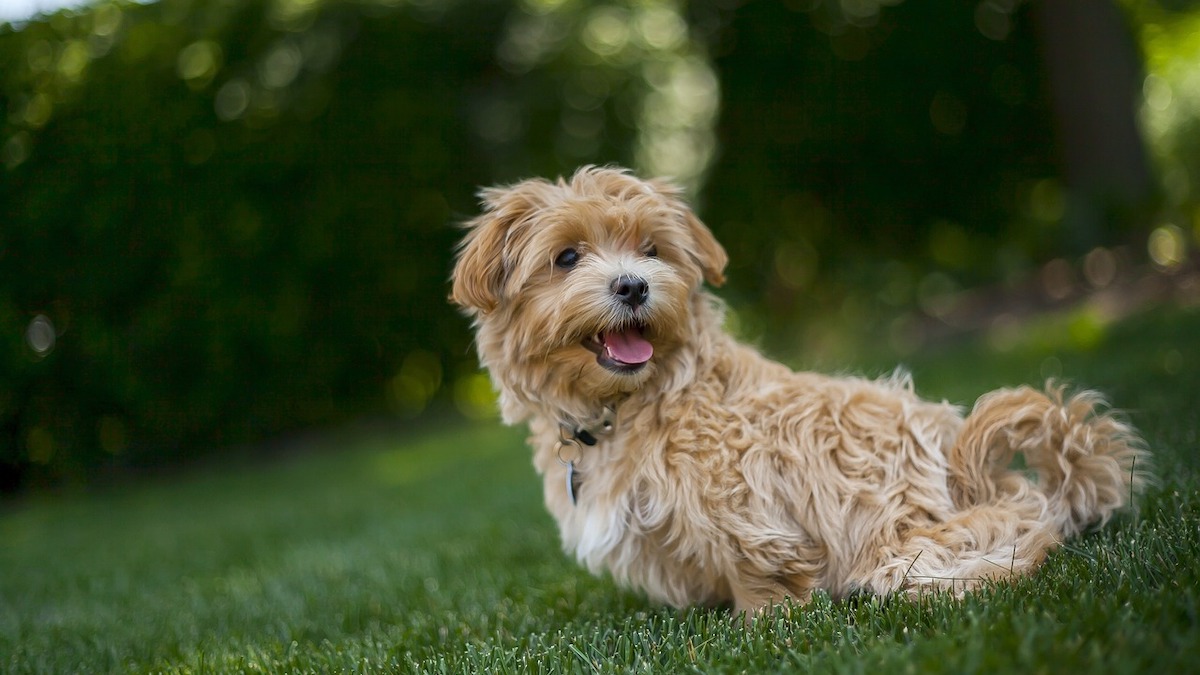 Cosa succede quando i cani entrano in contatto con i forasacchi