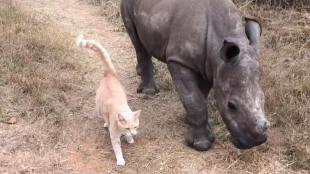 L'amicizia tra gattino e rinoceronte