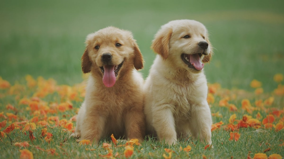 A che età cadono i denti da latte nel cane?