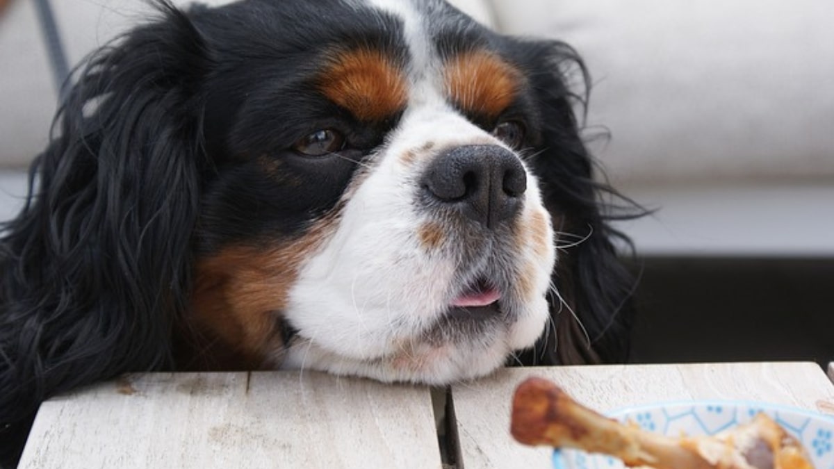 Il cane mangia in continuazione