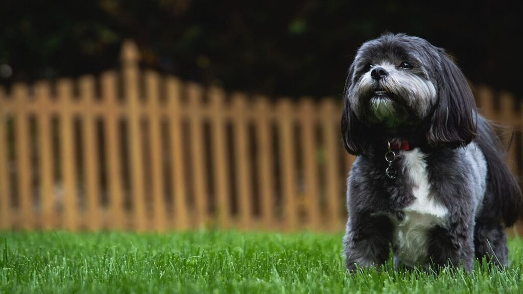 L'infiammazione nelle zampe del cane