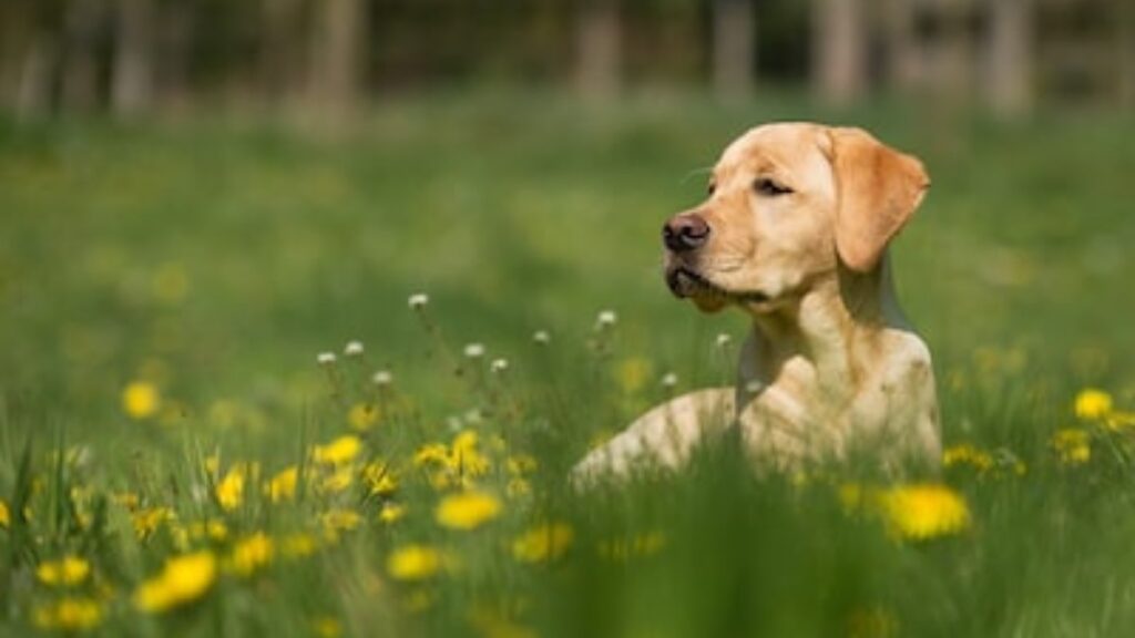 Perché il cane ha la testa calda?