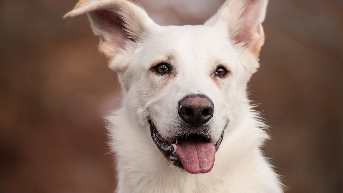 Le funzioni della lingua del cane