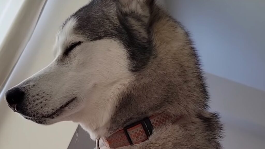 Il metodo Husky per la sveglia