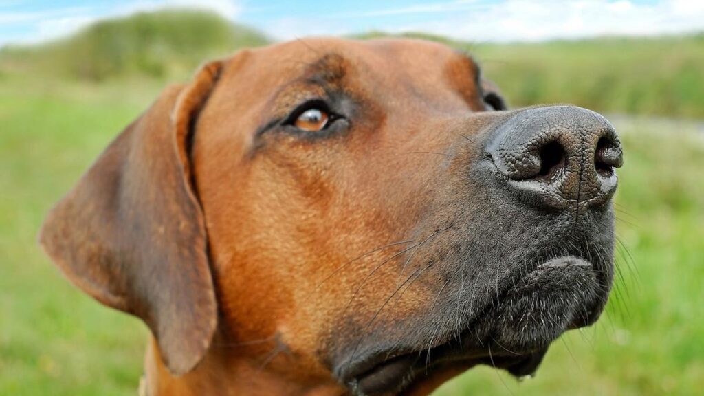 Il muso del cane alzato