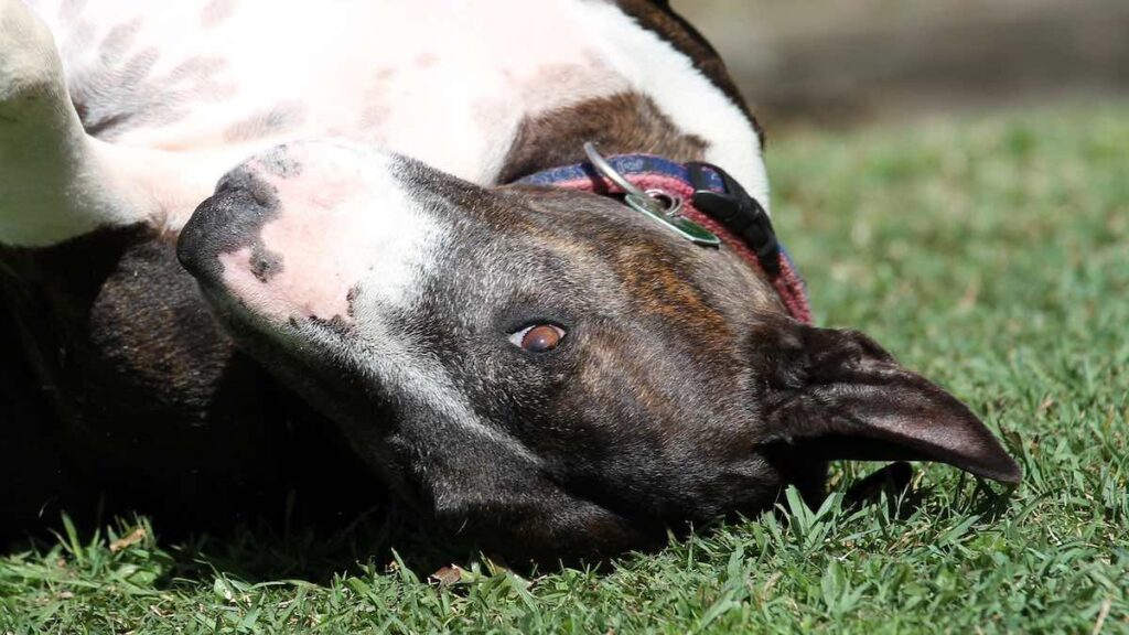 I motivi del naso rosa nel cane