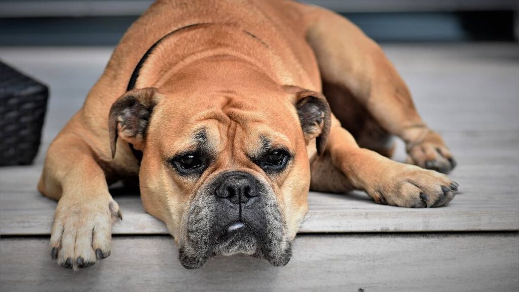 Perché non tagliare le orecchie del cane