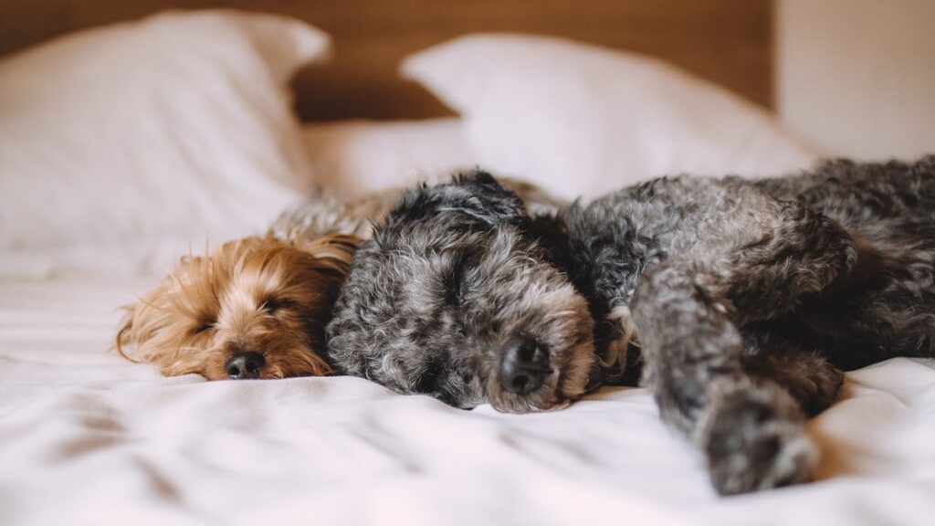 I parassiti dei cani passano all'uomo?