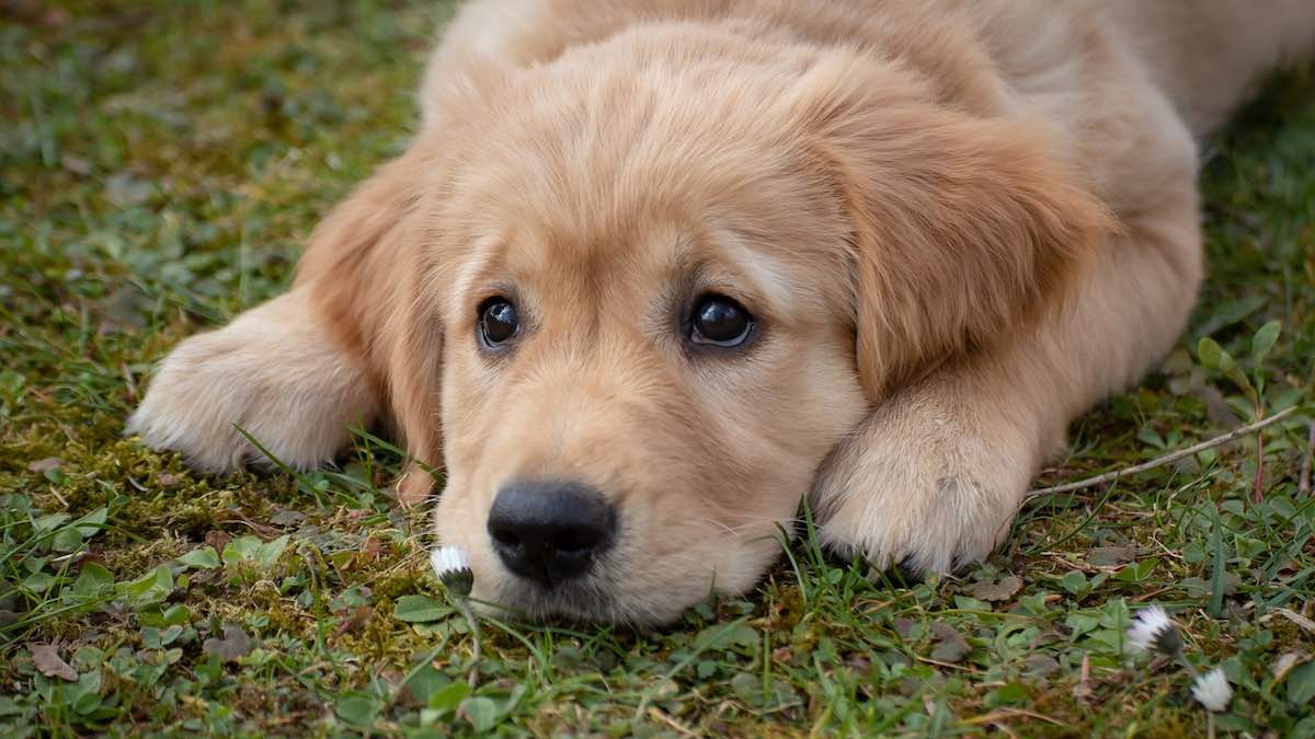 I parassiti intestinali dei cani possono passare all'uomo?