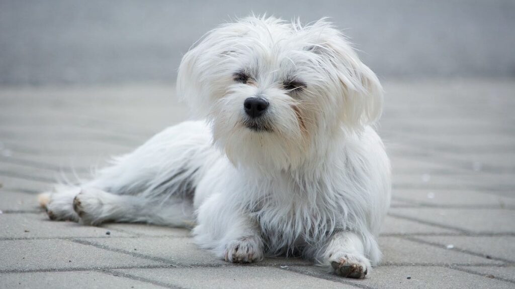 Le cause del pelo del cane che puzza