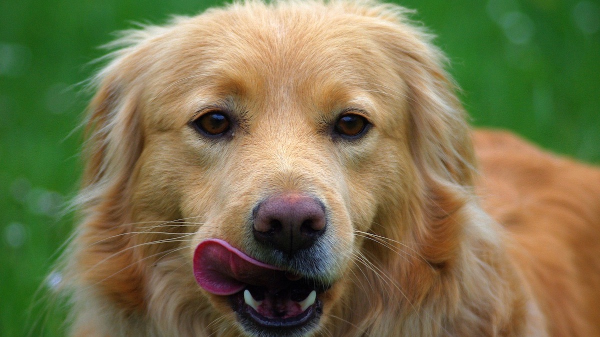 Perché a volte il pelo del cane puzza?