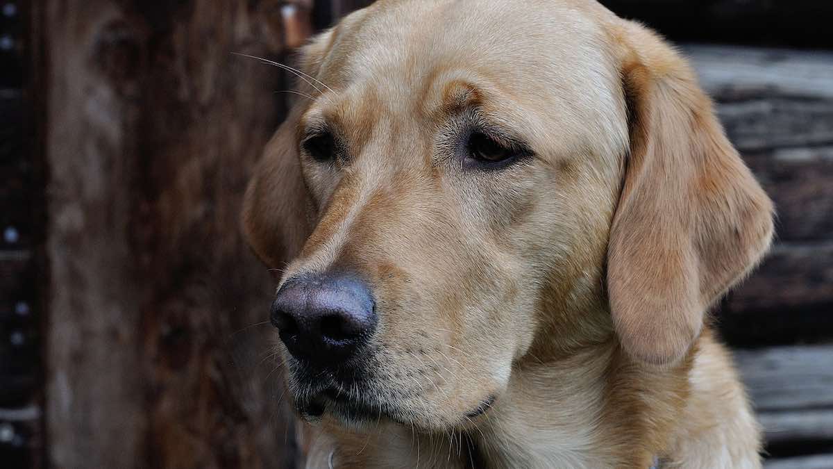 Le cause della perdita di pelo nel cane