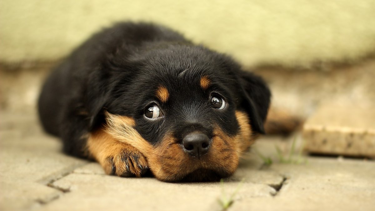 I polpastrelli infiammati nel cane