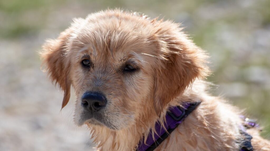 Il cane beve troppo o poco?