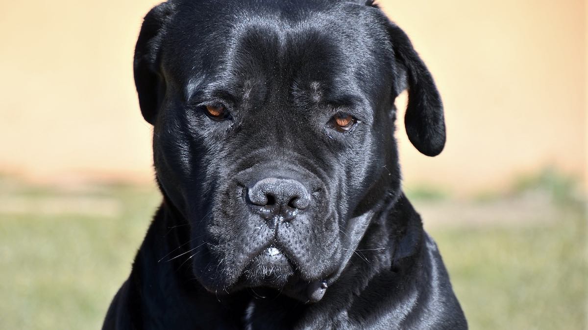 Quanto deve mangiare un cane Corso