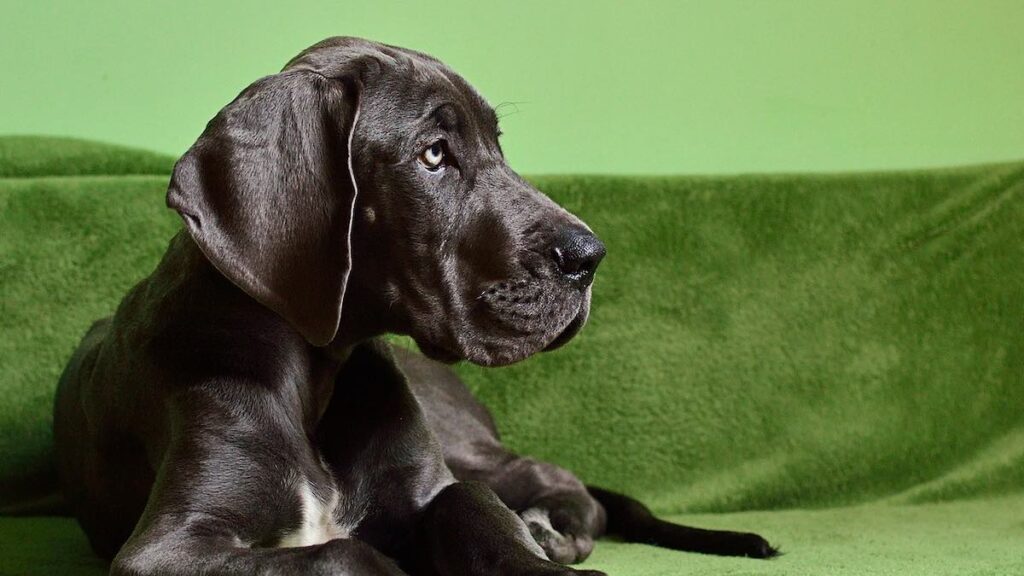 Le regole da insegnare al cane in casa