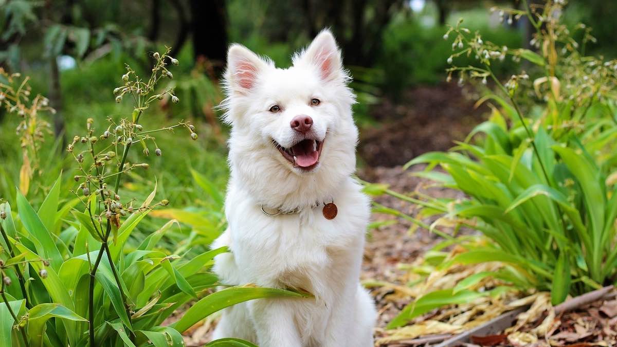 Cosa sapere sulla salute del cane