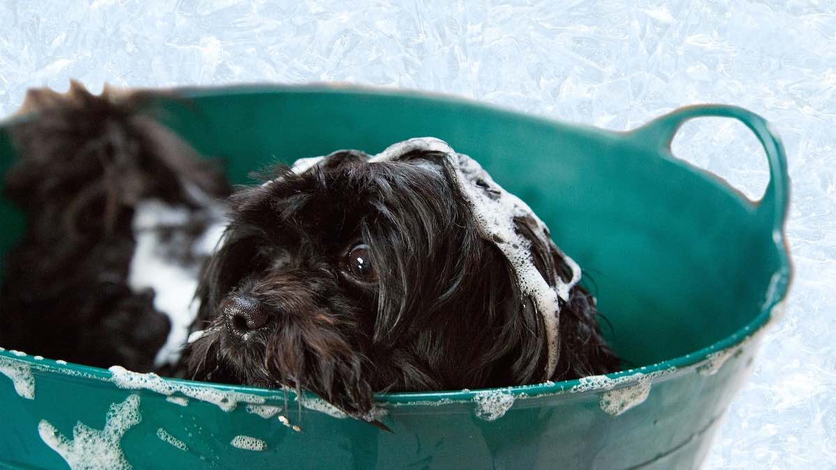 Quale shampoo usare per i cani