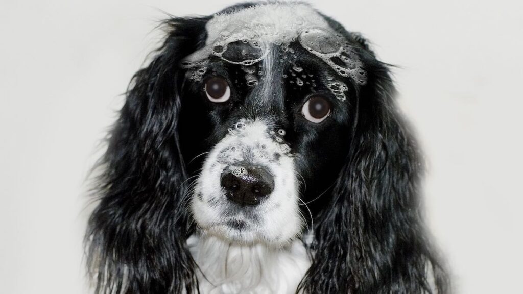 Lo shampoo più adatto per i cani